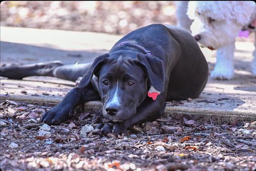 Young Labrador retrievers playing in the Yard. Lab Puppies playing outside for the first time.