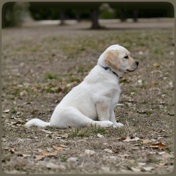 Young Labrador retrievers playing in the Yard. Lab Puppies playing outside for the first time.