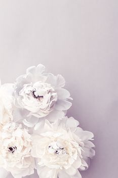 Blooming peony flowers as floral art on violet background, wedding decor and luxury branding design