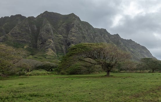 Kaaawa, Oahu, Hawaii, USA. - January 11, 2020: green landscape with meadow and Koa tree in front of tall brown rocky cliffs under gray cloudscape near Kualoa Ranch area.