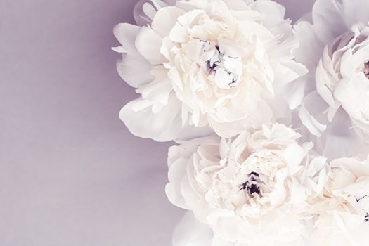 Blooming peony flowers as floral art on violet background, wedding decor and luxury branding design