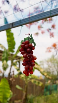 Red grapes hanging from a branch. Bunch of juicy grapes in the vineyard.