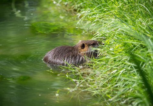 Adult beaver eating a plant. Beaver in a lake. Beaver in water in the evening.