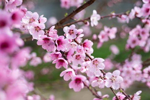 Flowering cherry against a blue sky. Cherry blossoms. Spring background. Blossoming cherry trees in spring. Spring Cherry blossoms, pink flowers.