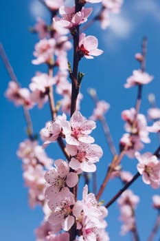 Spring border background with blossom, close-up. Abstract floral spring background. Blossoms over blurred nature background/ Spring flowers/Spring Background with bokeh