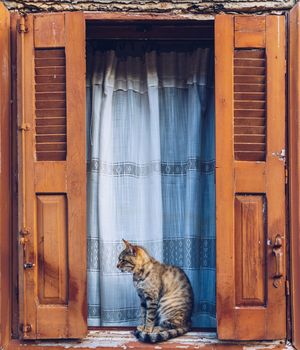 Cat resting on a windowsill in front of a open, aged wooden window with old open blinds painted in a typical Greek orange color. Window of whitewashed house and cat sitting between shutters.
