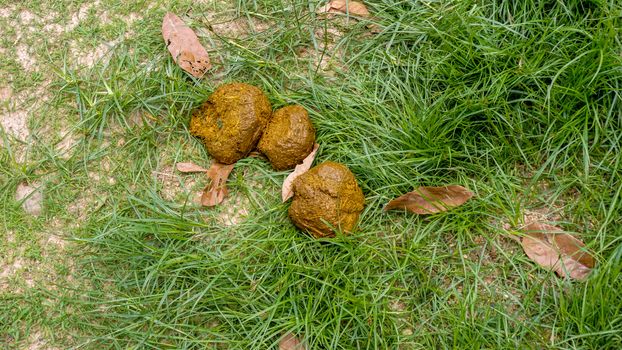 Fresh elephant feces on the grass. Elephant dung on the ground. Elephant poop