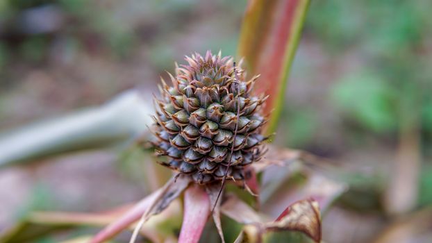 Pine cone like fruit, flower or plant blossoming in the garden
