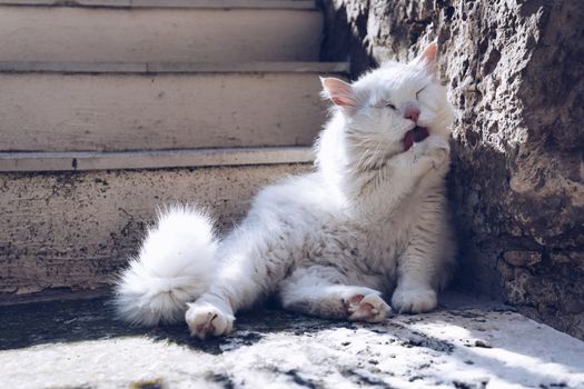 Cute cat washing itself on the street. Cat cleaning himself in the street, under the sun. He is against a nice old stone wall. Street cat being lazy. Cat sitting to clean himself on the wall.