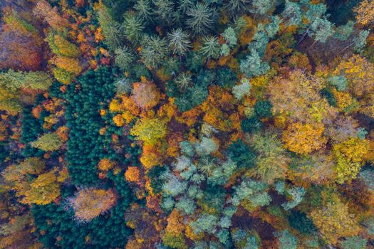 Aerial top down view of autumn forest with green and yellow trees. Mixed deciduous and coniferous forest. Autumn forest from above. Colorful forest aerial view. Scenic yellow trees in woodland.