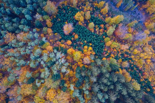 Aerial top down view of autumn forest with green and yellow trees. Mixed deciduous and coniferous forest. Autumn forest from above. Colorful forest aerial view. Scenic yellow trees in woodland.