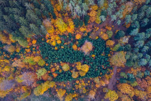 Aerial top down view of autumn forest with green and yellow trees. Mixed deciduous and coniferous forest. Autumn forest from above. Colorful forest aerial view. Scenic yellow trees in woodland.