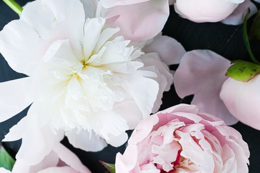 Blooming peony flowers as floral art background, botanical flatlay and luxury branding design