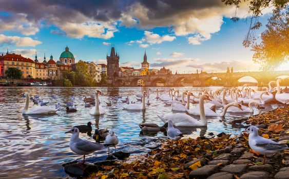 View of Prague Charles bridge near the Vltava river. Swan on the river. Swans swim in the Vltava river. Charles Bridge at sunset, Swans swim. Charles Bridge in Prague with swans in the foreground.