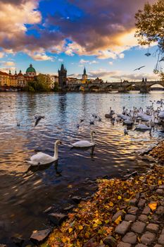 View of Prague Charles bridge near the Vltava river. Swan on the river. Swans swim in the Vltava river. Charles Bridge at sunset, Swans swim. Charles Bridge in Prague with swans in the foreground.