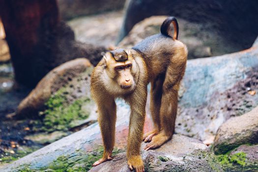 Southern Pig-tailed Macaque (Sundaland pigtail macaque or Sunda pig-tailed macaque), In Zoo, Prague. The southern pig-tailed macaque (Macaca nemestrina) is a medium-sized Old World monkey, Prague Zoo.