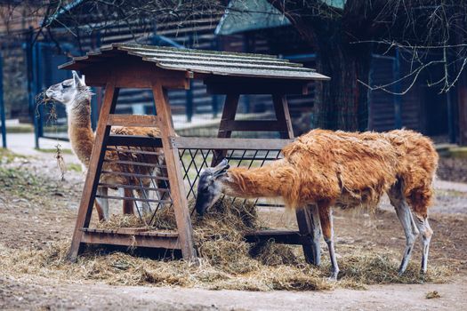 Brown Llamas at Prague Zoo. Alpaca is laying on ground in the zoo of Prague. South American llamas in the zoo aviary at the feeder.