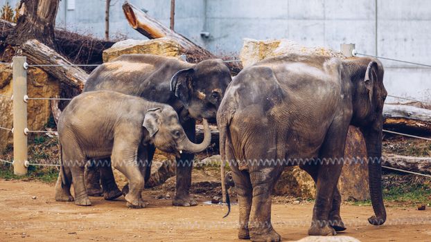 Family Of Indian Elephants At The Prague Zoo. Elephant and baby elephant are walking on the grass. Prague Zoo. Indian elephant in ZOO Prague, Czechia, Czech Republic.