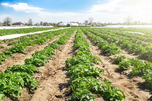 Rural landscape of plantation field of young potato bushes on a sunny day. Agroindustry, cultivation. Farm for growing vegetables. Fresh green greens. Plantation on fertile Ukrainian black soil.