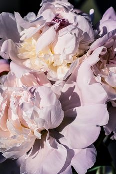 Peony flowers as luxury floral art background, wedding decor and event branding design