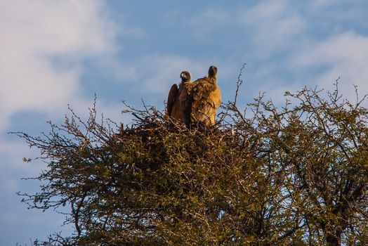 A breeding pair of White-backed Vultures (Gyps africanus) on their nest in the Kgalagadi Trans Frontier Park. South Africa