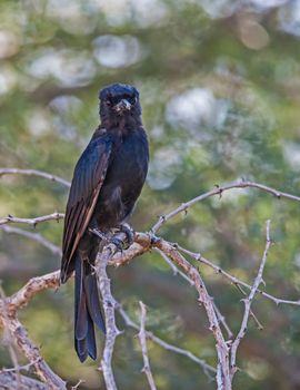 The Fork-tailed Drongo (Dicurus adsimilis) hunts insects from a perch or often follow large animals to hunt disturbed insects. They are also known to steal prey from other insectivores.