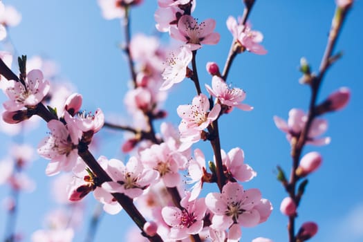 Spring blossom background. Beautiful nature scene with blooming tree and sun flare. Sunny day. Spring flowers. Beautiful Orchard. Abstract blurred background. Springtime