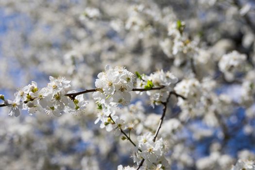 Spring border or background art with pink blossom. Beautiful nature scene with blooming tree and sun flare. Easter Sunny day. Spring flowers. Beautiful Orchard Abstract blurred background. Springtime.