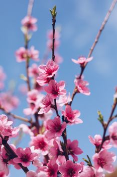 Flowering cherry against a blue sky. Cherry blossoms. Spring background. Blossoming cherry trees in spring. Spring Cherry blossoms, pink flowers.