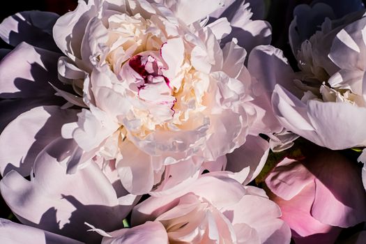 Peony flowers as luxury floral art background, wedding decor and event branding design