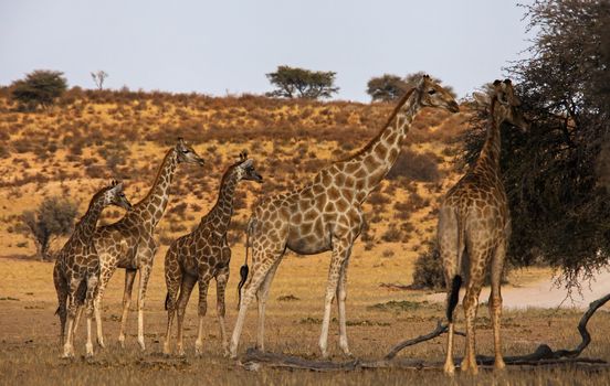 These adult giraffes Camelopardus giraffa) are the babysitters of the herd