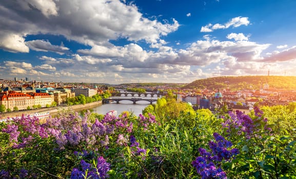 Amazing spring cityscape, Vltava river and old city center with colorful lilac blooming in Letna park, Prague, Czechia. Blooming bush of lilac against Vltava river and Charles bridge, Prague, Czechia.