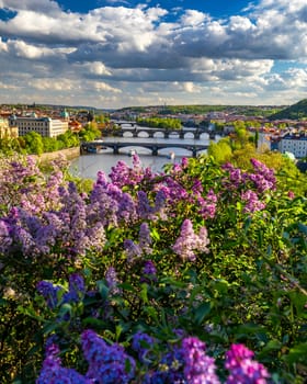 Amazing spring cityscape, Vltava river and old city center with colorful lilac blooming in Letna park, Prague, Czechia. Blooming bush of lilac against Vltava river and Charles bridge, Prague, Czechia.