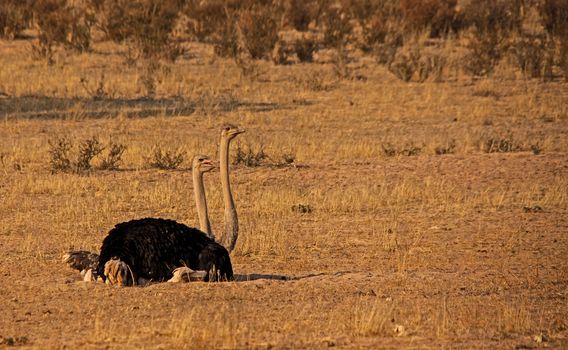 Two Ostriches (Struthio camelus) taking a dust bath in the dry riverbed of the Auob river in the Kgalagadi Trans Frontier Park, South Africa.