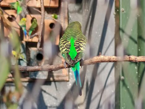 a group of wonderful birds sitting in their cage