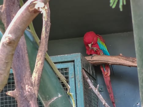 a beautiful bird sitting alone in its cage