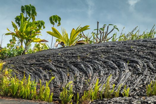 Kaimu Beach, Hawaii, USA. - January 14, 2020: Hardened black Lava field off Kilauea volcano eruption of 1990 created new beach. Young green ferns and palms under blue cloudscape.