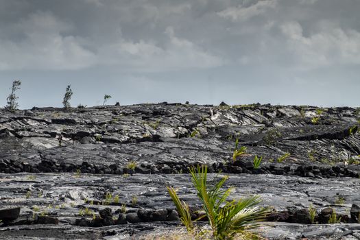 Kaimu Beach, Hawaii, USA. - January 14, 2020: Hardened black Lava field off Kilauea volcano eruption of 1990 with 2 deep lines. Young green ferns and palm tree under gray cloudscape