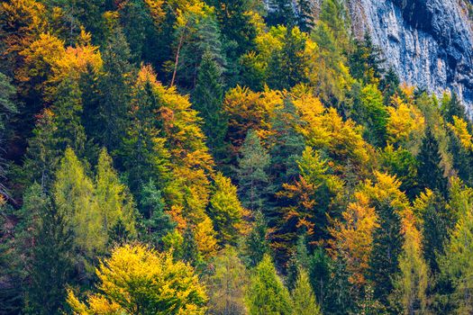 Mountain autumn landscape with colorful forest. Colorful forest on mountain autumn season. Mountain landscape with forests in autumn colors. Golden Leaves of Aspen Trees in a Mountain Forest.