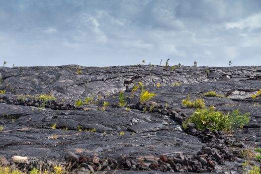 Kaimu Beach, Hawaii, USA. - January 14, 2020: Hardened black Lava field off Kilauea volcano eruption of 1990. Young green ferns and palm tree under blueish cloudscape