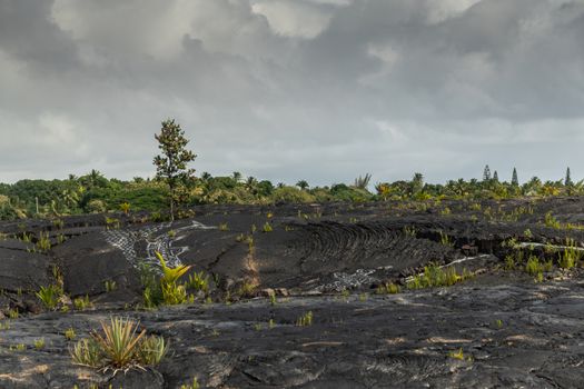 Kaimu Beach, Hawaii, USA. - January 14, 2020: Green vegetation with lone tree on top of Hardened black Lava field off Kilauea volcano eruption of 1990 under gray cloudscape.