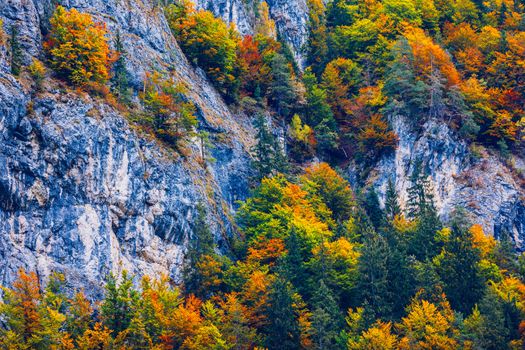 Mountain autumn landscape with colorful forest. Colorful forest on mountain autumn season. Mountain landscape with forests in autumn colors. Golden Leaves of Aspen Trees in a Mountain Forest.