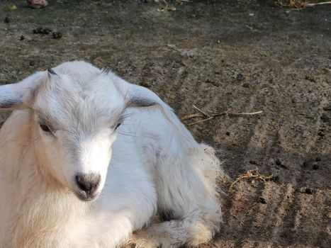 a small white goat with two horns in the fold