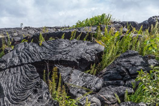 Kaimu Beach, Hawaii, USA. - January 14, 2020: Closeup of blocks of Hardened black Lava field off Kilauea volcano eruption of 1990. Young green ferns under blueish cloudscape