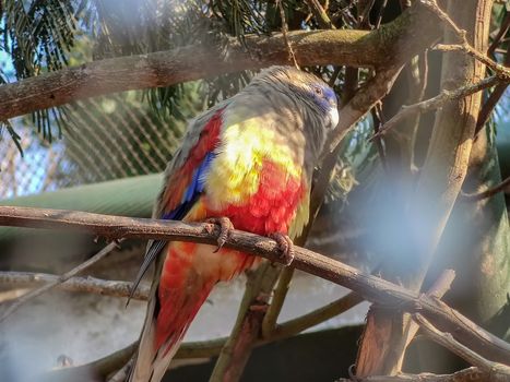 wonderful bird sitting in its cage