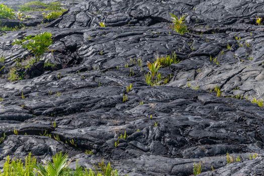 Kaimu Beach, Hawaii, USA. - January 14, 2020: Closeup of waves of Hardened black Lava field off Kilauea volcano eruption of 1990. Young green vegetation.