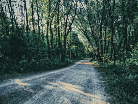 Mystery woods as wilderness landscape, amazing trees in green forest, nature and environment scenery