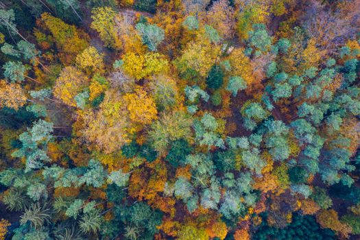 Aerial top down view of autumn forest with green and yellow trees. Mixed deciduous and coniferous forest. Autumn forest from above. Colorful forest aerial view. Scenic yellow trees in woodland.