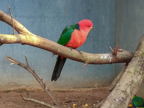 wonderful bird sitting in its cage