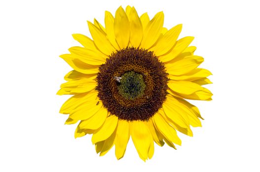 sunflower with bee and ant isolated on white background